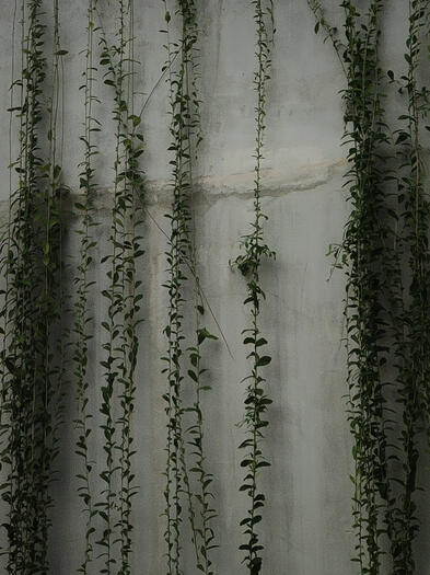 A Street photo i found interested because of these plant are hanging on the wall which a wall in a city